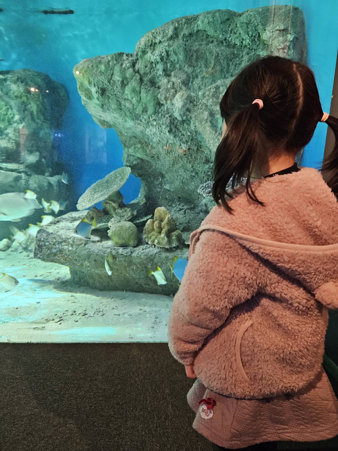 男鹿水族館gaoで魚を見ている女の子