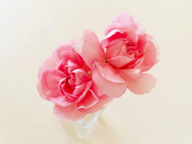 魅力的な花