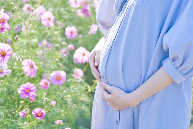 コスモス畑の中に水色の服を着た妊婦さん